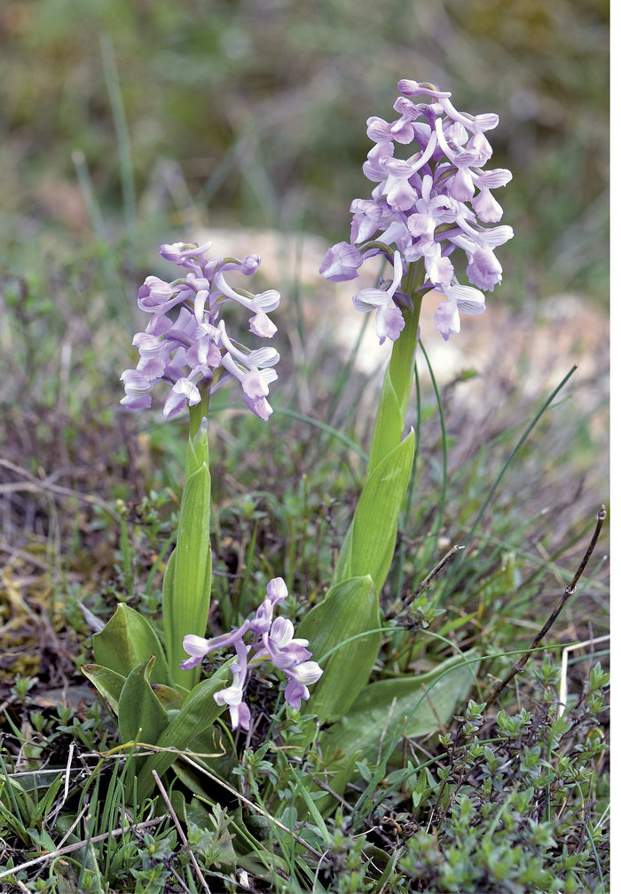 Orchidées d'Europe et de Méditerranée