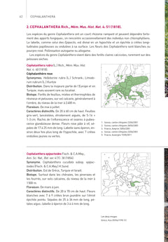 Orchidées d'Europe et de Méditerranée