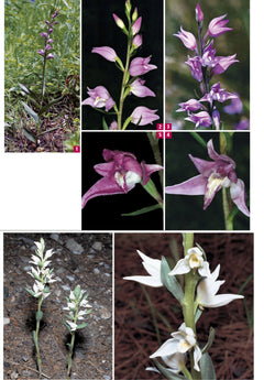 Orchidées d'Europe et de Méditerranée