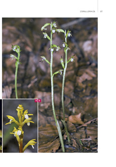 Orchidées d'Europe et de Méditerranée