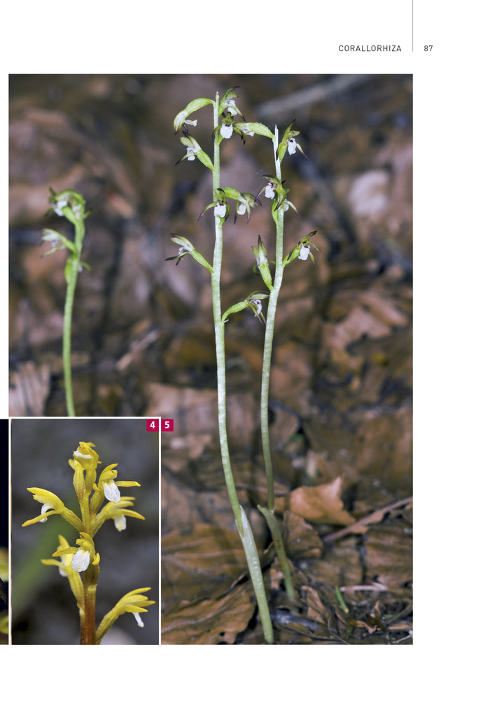 Orchidées d'Europe et de Méditerranée