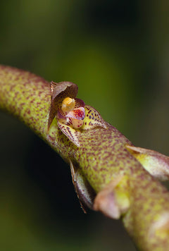 Les Orchidées de Guyane