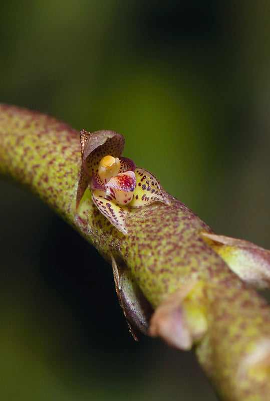 Les Orchidées de Guyane