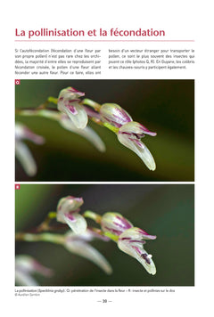 Les Orchidées de Guyane