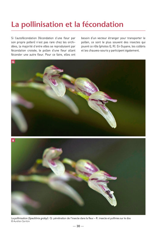 Les Orchidées de Guyane