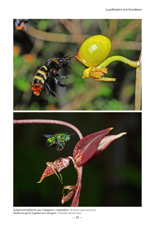 Les Orchidées de Guyane