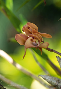 Les Orchidées de Guyane