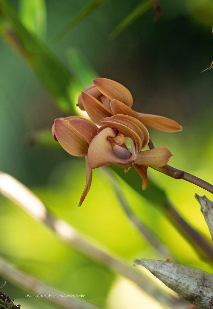 Les Orchidées de Guyane