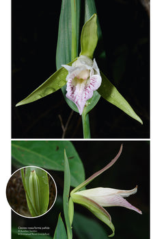 Les Orchidées de Guyane