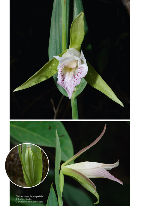 Les Orchidées de Guyane