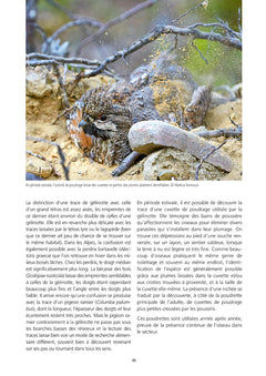 La Gélinotte des bois