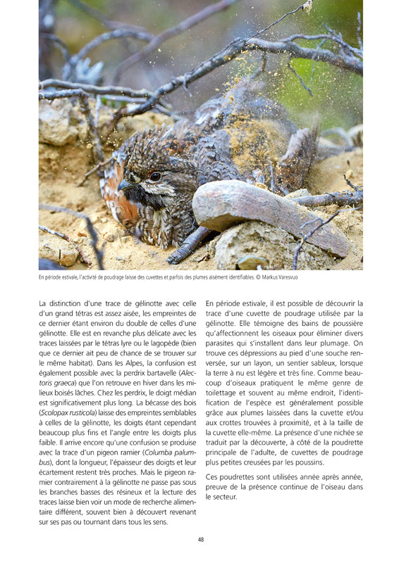 La Gélinotte des bois