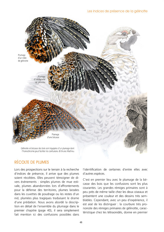 La Gélinotte des bois