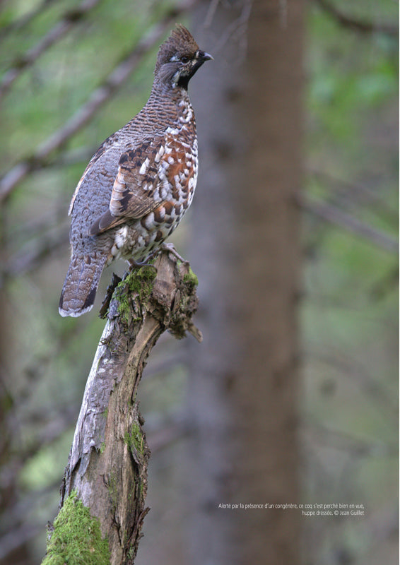 La Gélinotte des bois