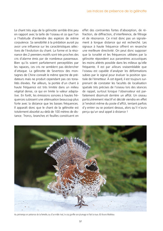 La Gélinotte des bois