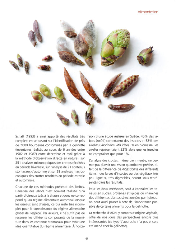 La Gélinotte des bois