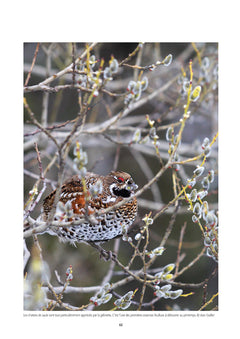 La Gélinotte des bois