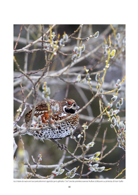 La Gélinotte des bois