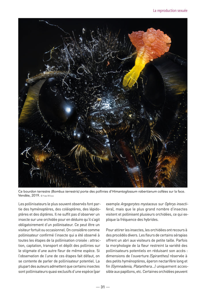 A la découverte des orchidées de Poitou-Charentes et de Vendée