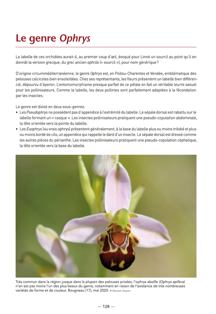 A la découverte des orchidées de Poitou-Charentes et de Vendée