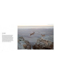 Wildlife photographer of the year 2020