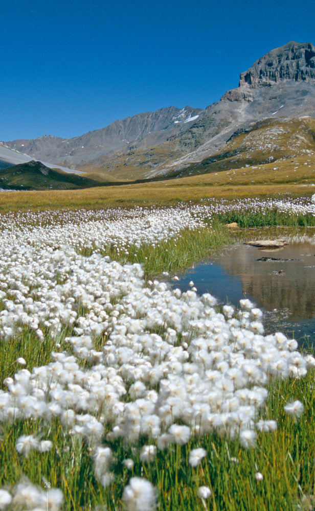 Guide illustré de la flore de Vanoise