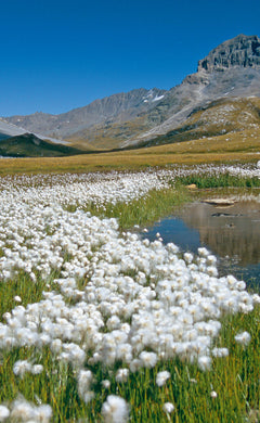 Guide illustré de la flore de Vanoise