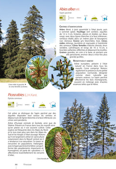 Plantes de montagne