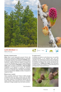 Plantes de montagne