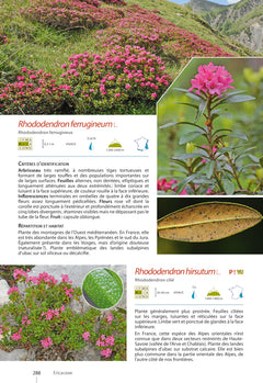 Plantes de montagne