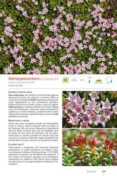 Plantes de montagne