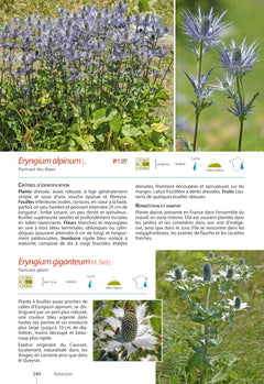 Plantes de montagne