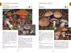 A la découverte des champignons de Bourgogne-Franche-Comté