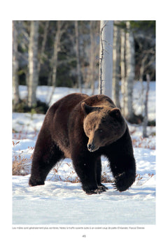 L'Ours Brun