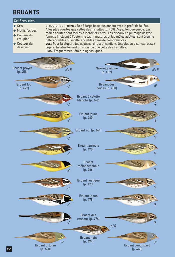 Cahier d'identification des passereaux d'Europe en vol