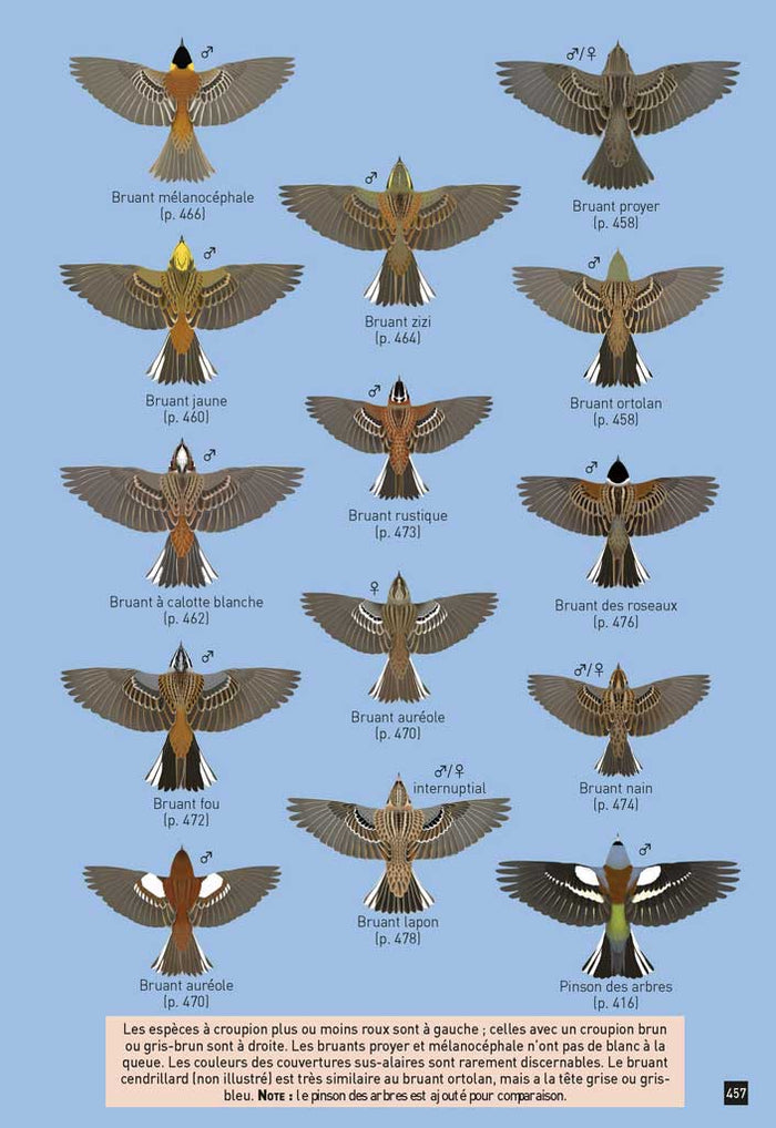 Cahier d'identification des passereaux d'Europe en vol