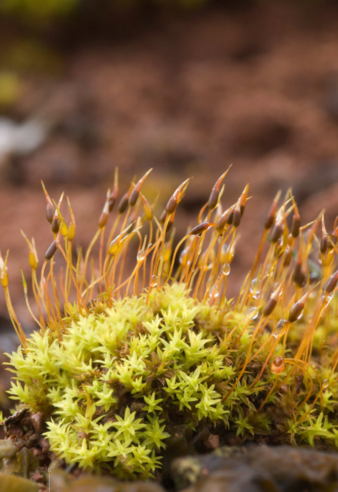 Mousses et Hépatiques de France - 3ème édition