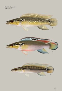 Guide des poissons d'eau douce de Guyane