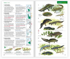 Identifier les animaux