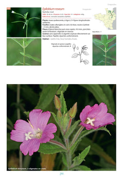 Flore du Massif Armoricain et ses marges