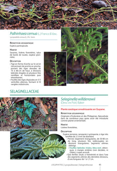 Guide des plantes de la plaine côtière de Guyane