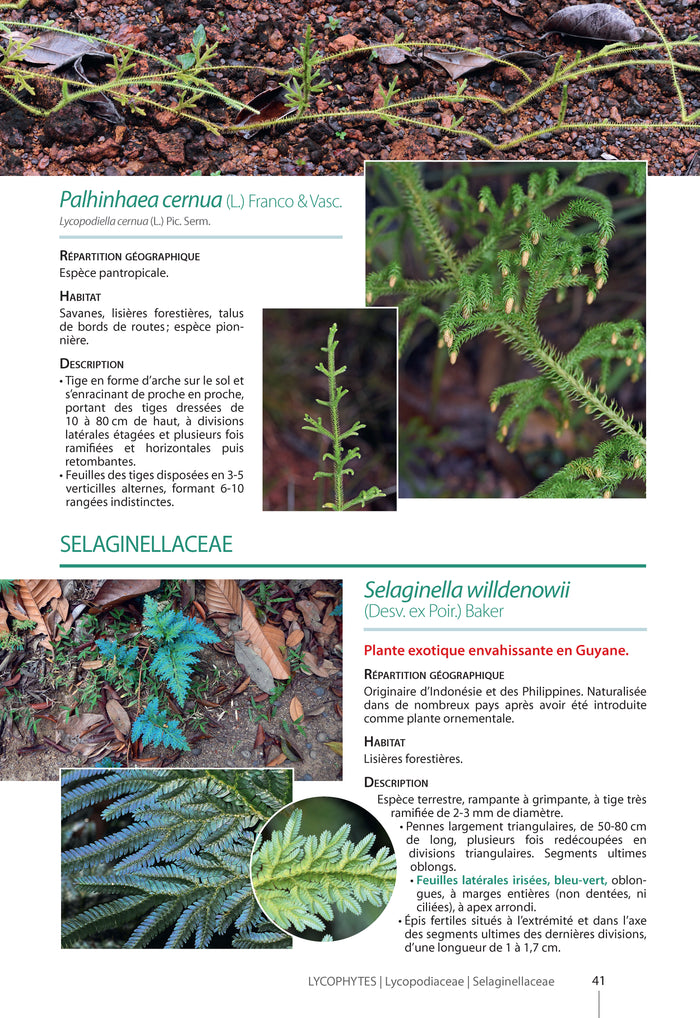 Guide des plantes de la plaine côtière de Guyane