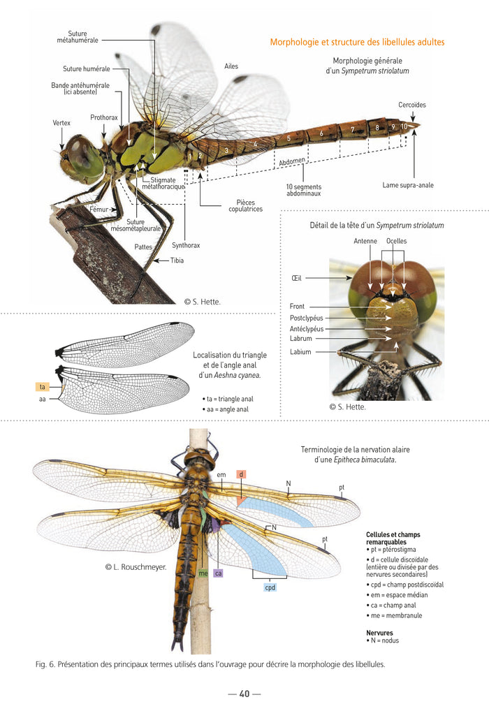 Libellules de France, Belgique, Luxembourg et Suisse (3ème édition)