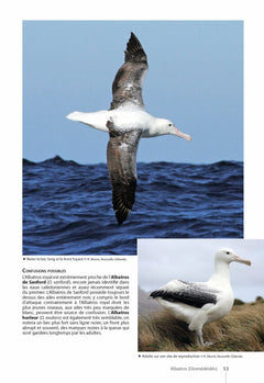 Guide des oiseaux de Nouvelle-Calédonie