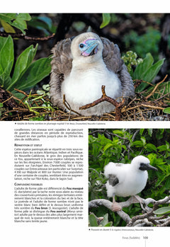 Guide des oiseaux de Nouvelle-Calédonie