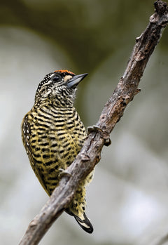 Guide des oiseaux de Guyane
