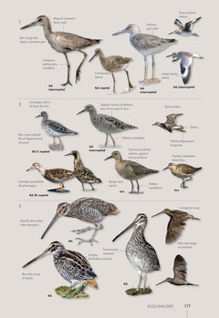 Guide des oiseaux de Guyane
