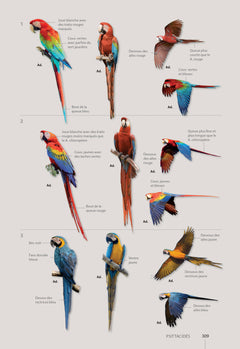Guide des oiseaux de Guyane
