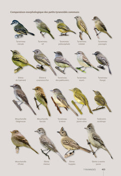 Guide des oiseaux de Guyane