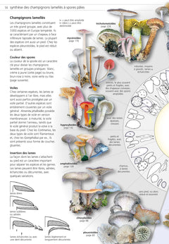 Champignons d'Europe tempérée